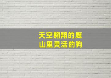 天空翱翔的鹰 山里灵活的狗